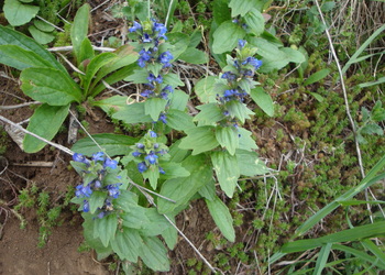Genfer Günsel (Ajuga genevensis) - © Bernard Wieser